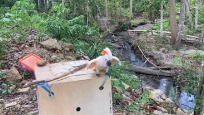 30 Satwa Liar Endemik Maluku Dikembalikan ke Habitatnya di Suaka Alam Gunung Sahuwai